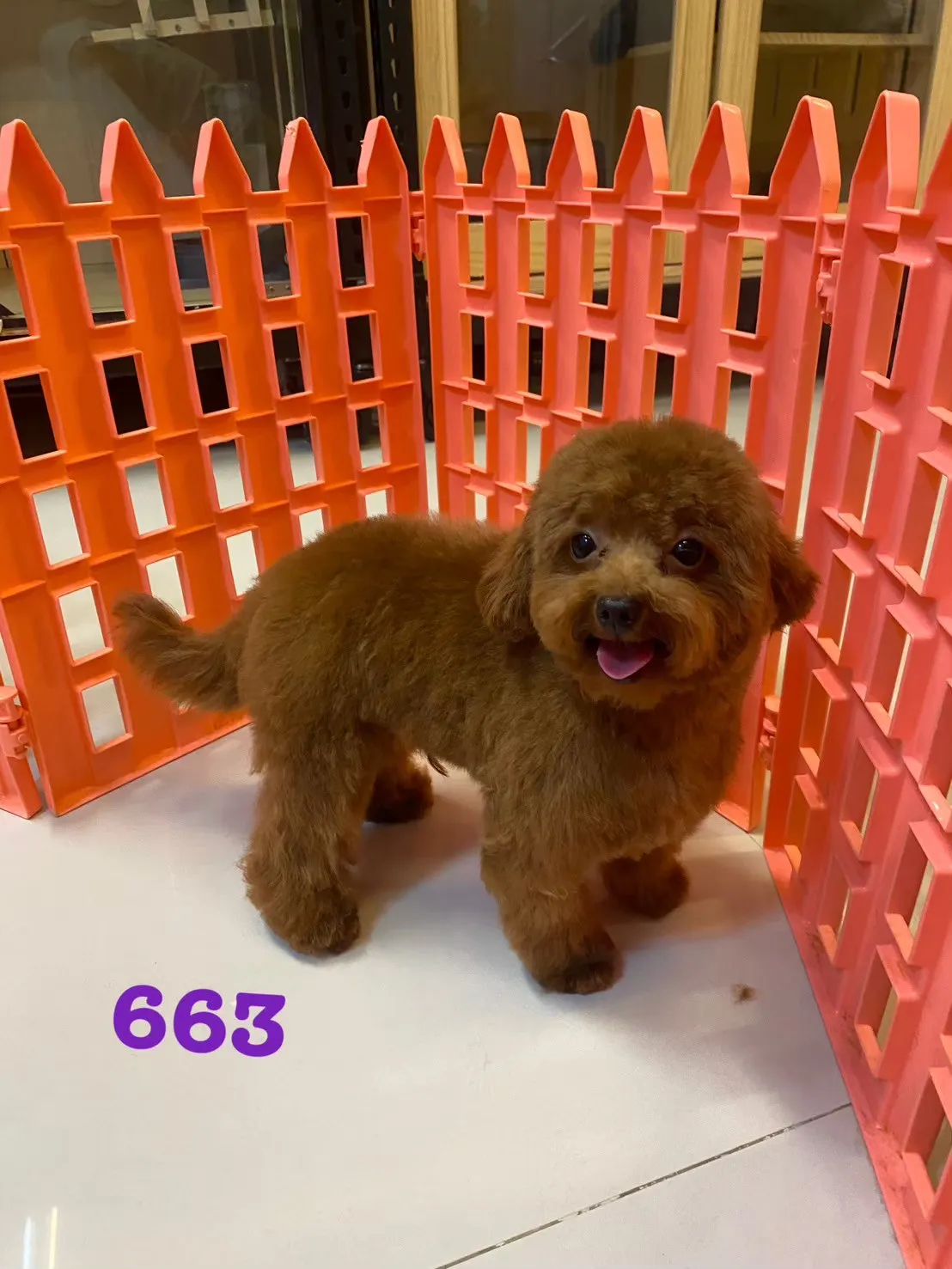 茶杯紅貴賓弟弟663