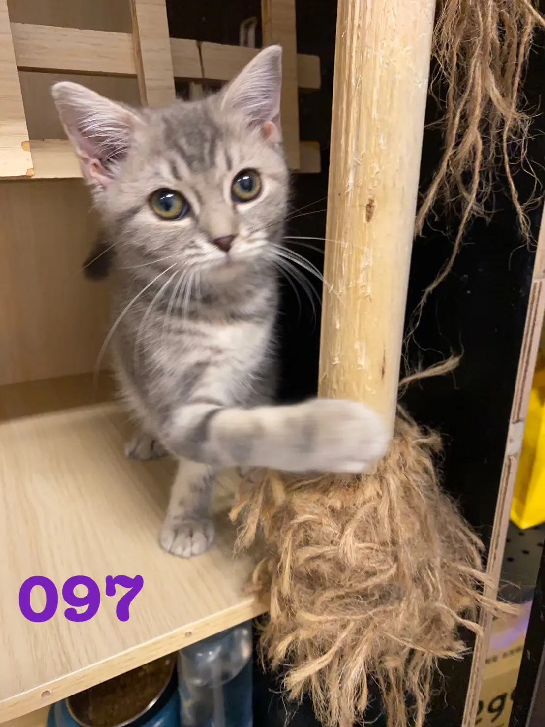 待售貓咪097