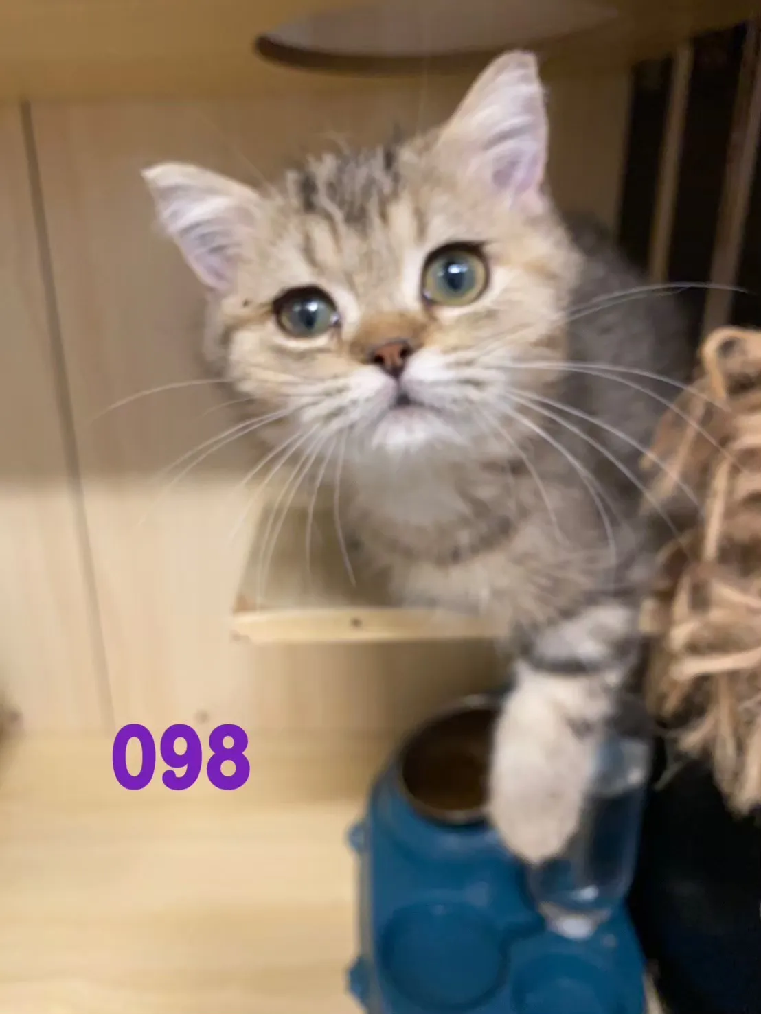 待售貓咪098