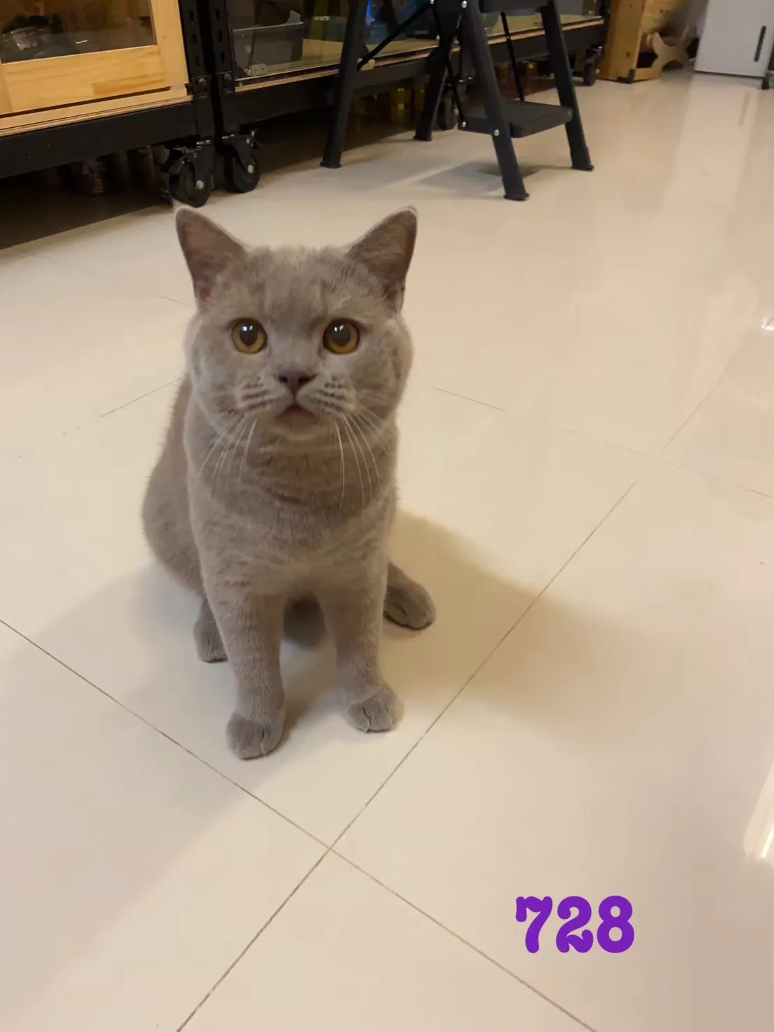 待售貓咪728