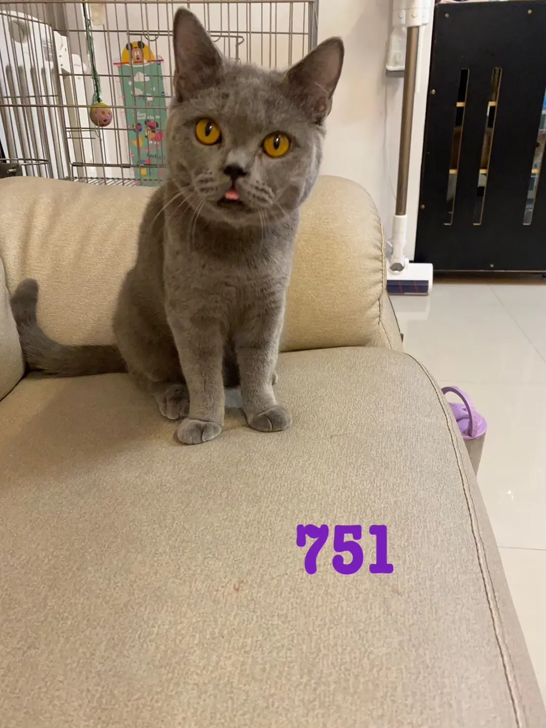 待售貓咪751