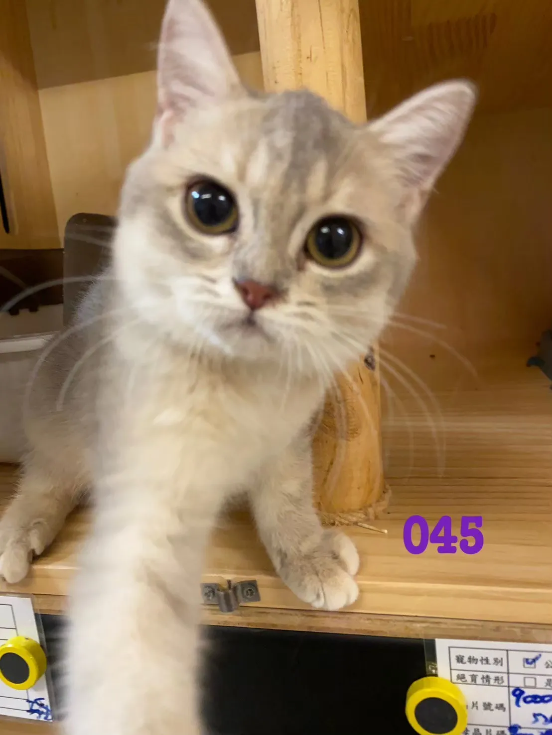 待售貓咪045
