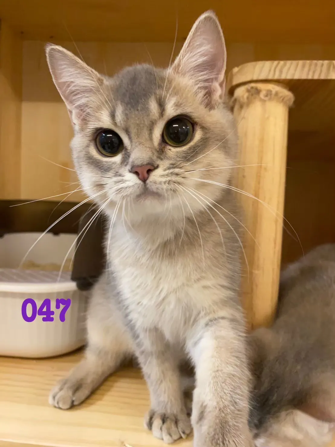 待售貓咪047