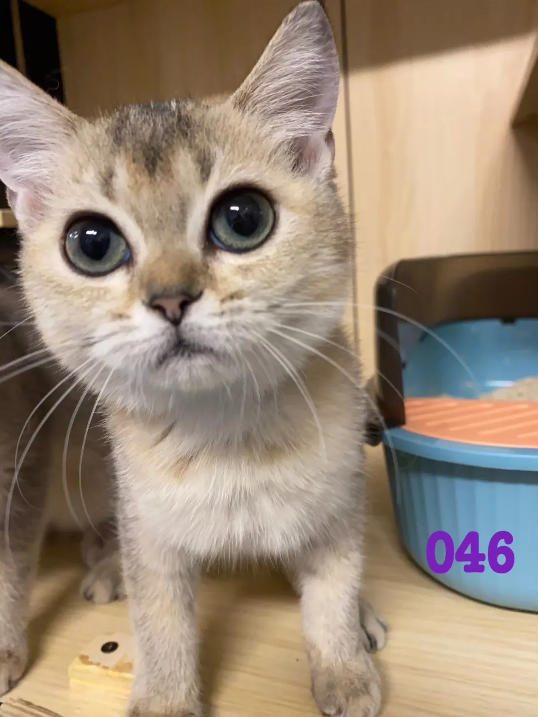 待售貓咪046