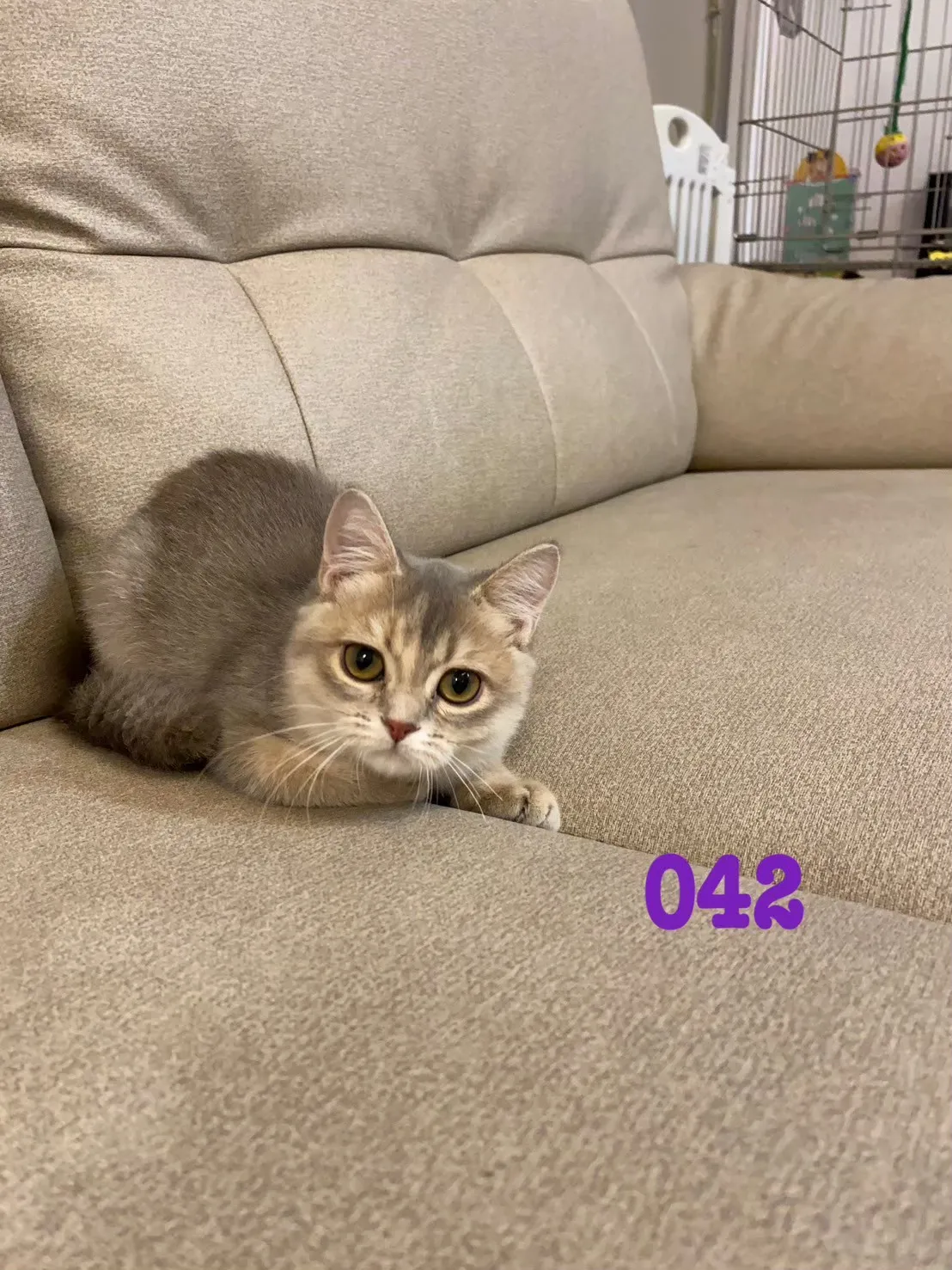 待售貓咪042