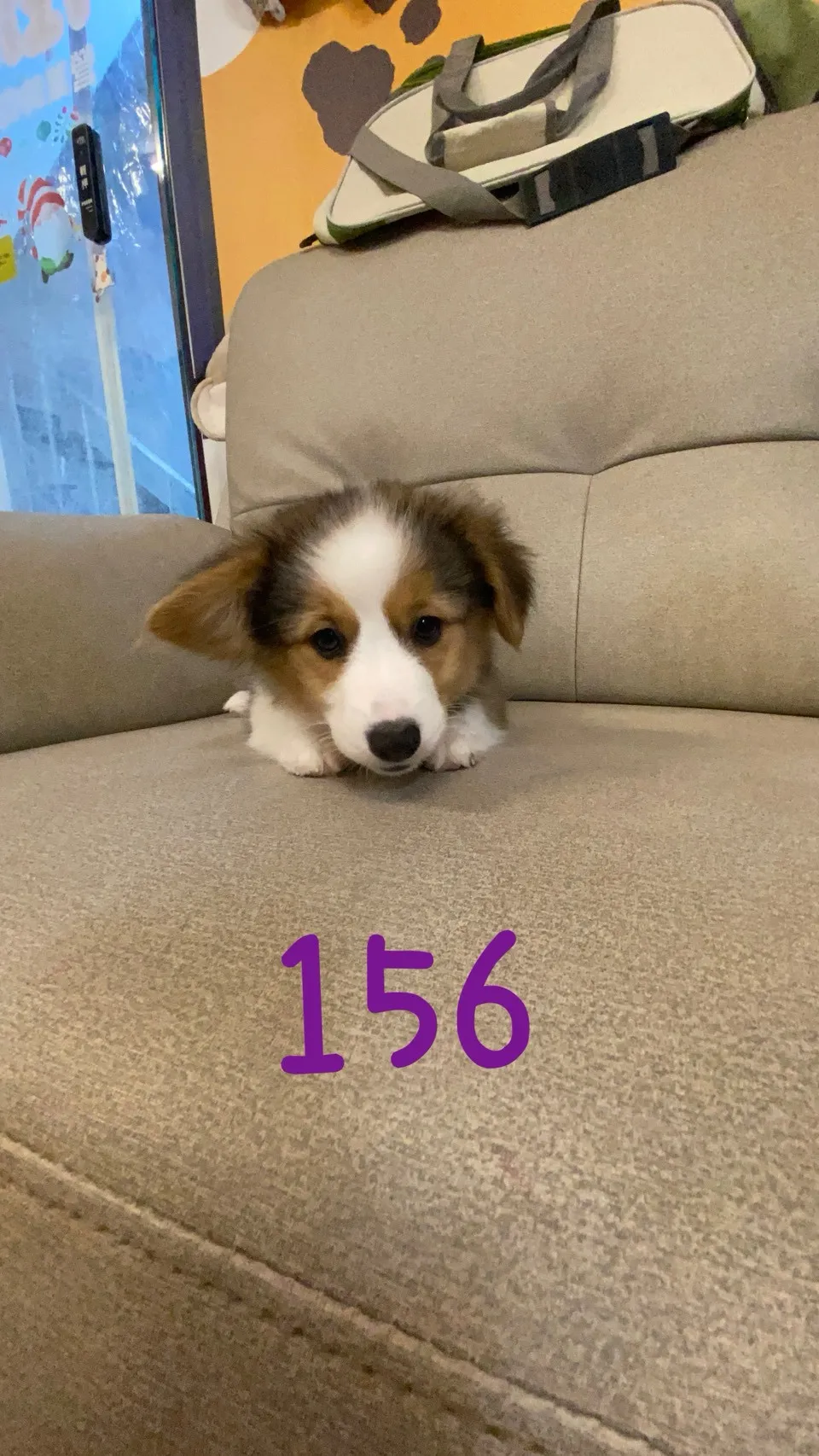 三色柯基妹妹156