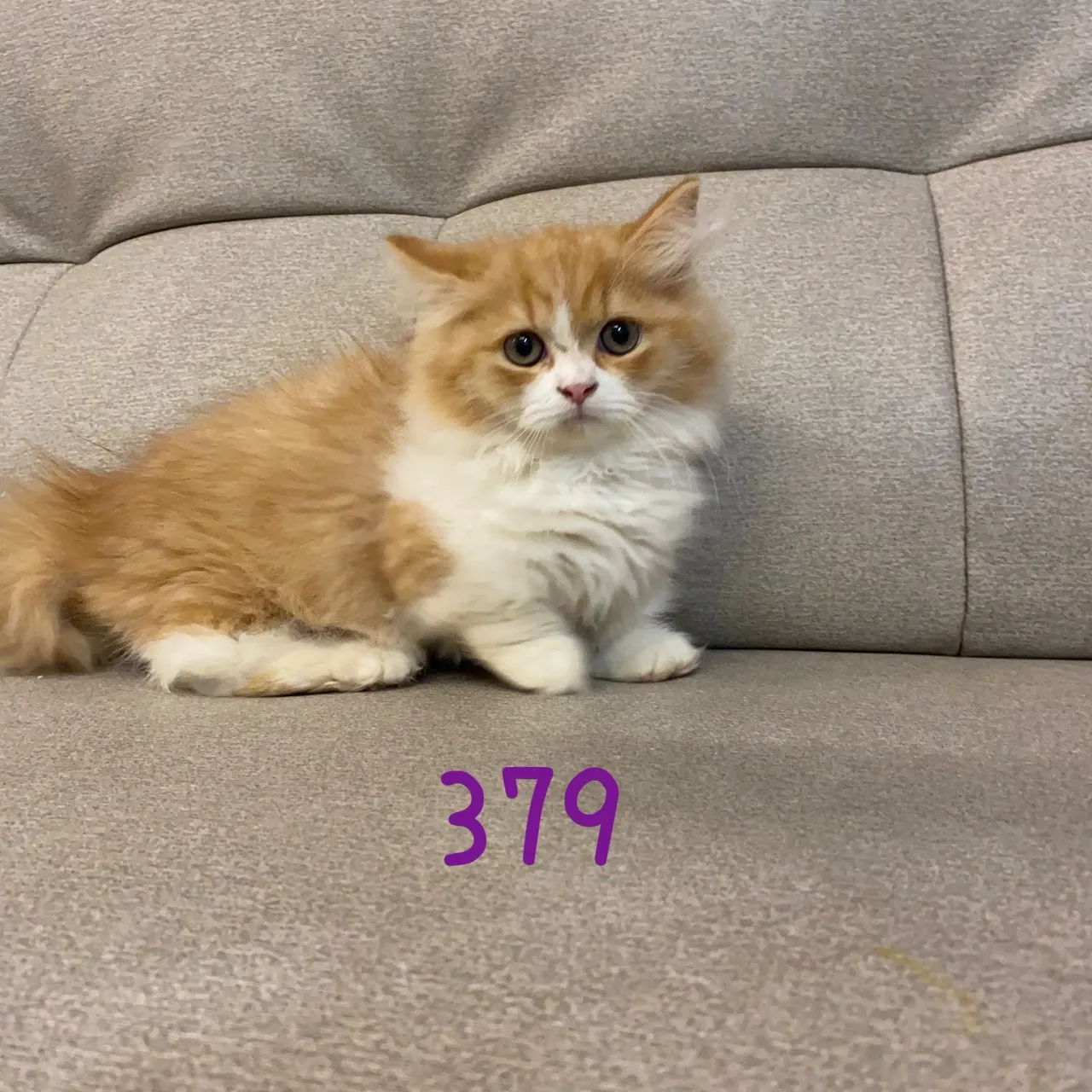 小步舞曲弟弟379