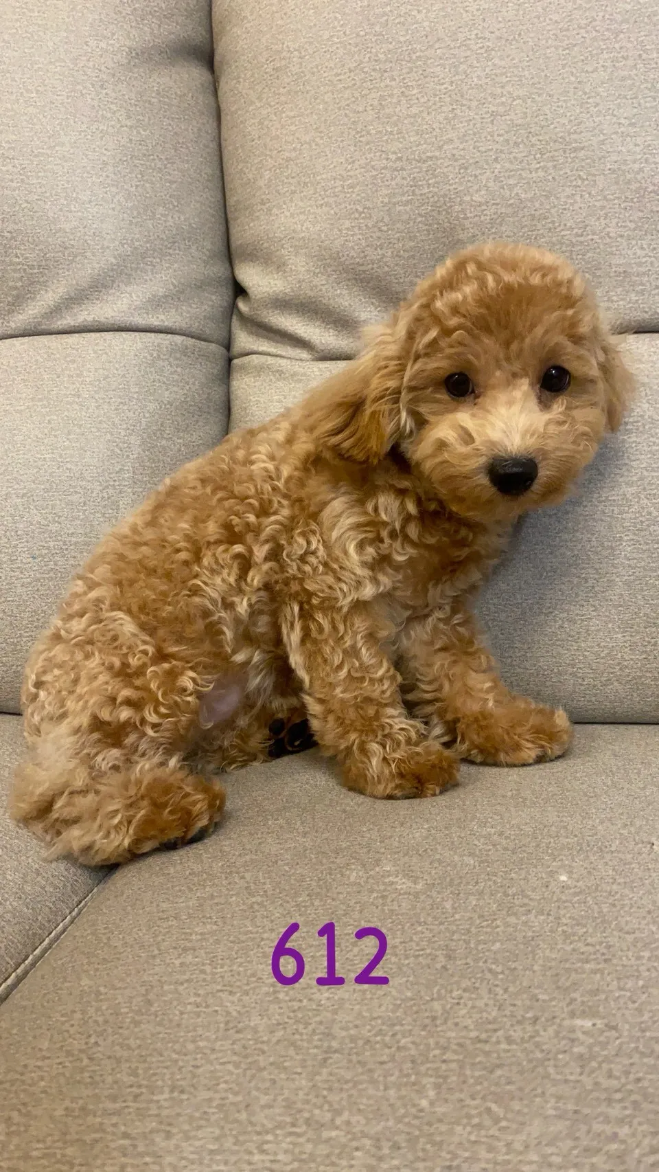 泰迪比熊妹妹612