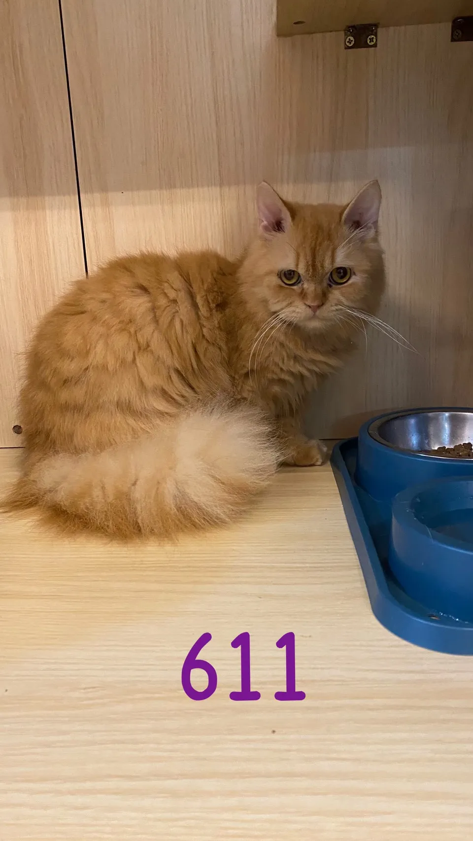 紅金小步舞曲611