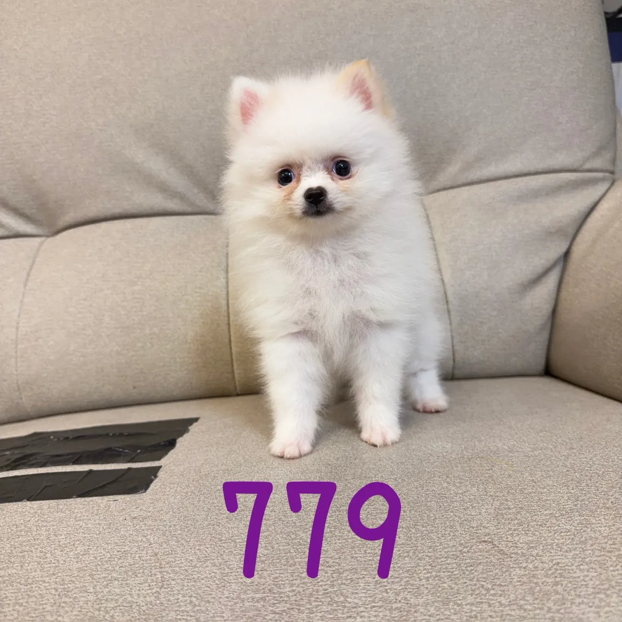 待售松鼠博美779