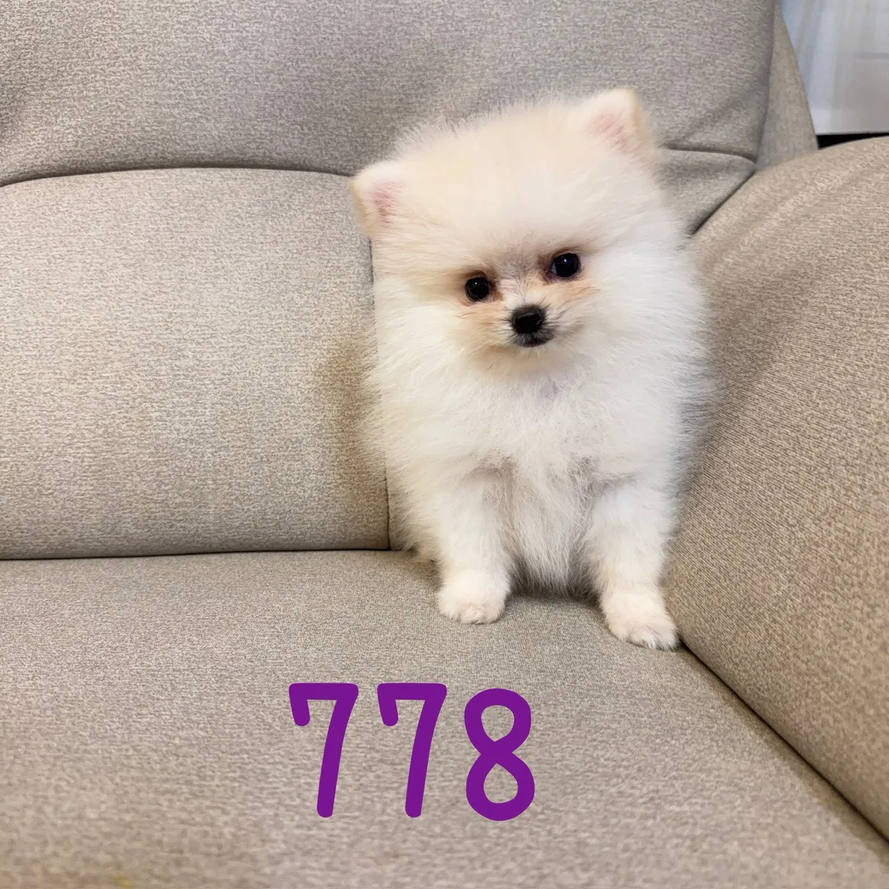 待售松鼠博美778