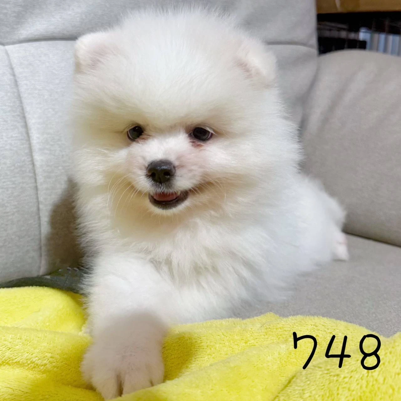 待售白博美748