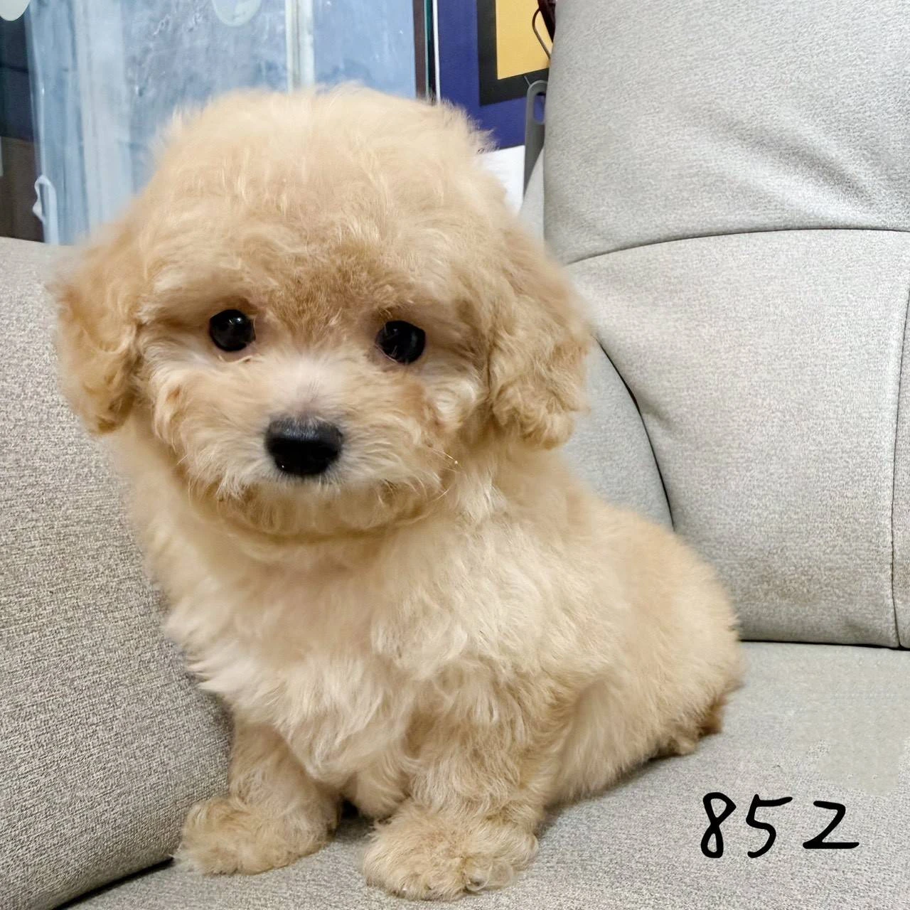 待售瑪爾泰迪852