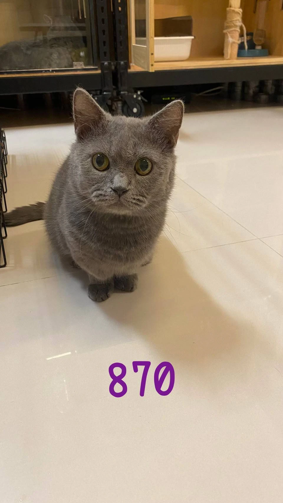 待售藍曼赤肯870