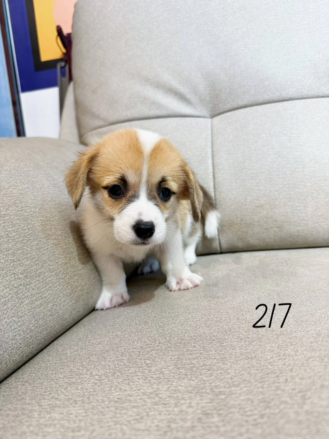待售柯基217