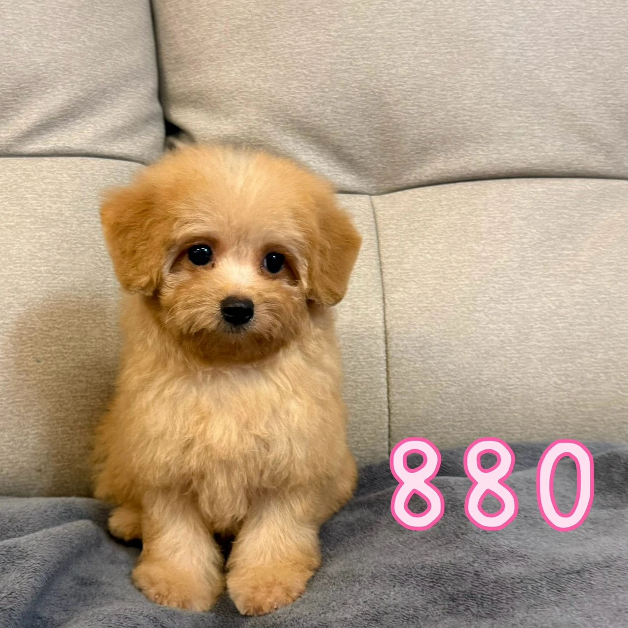 待售瑪爾泰迪880