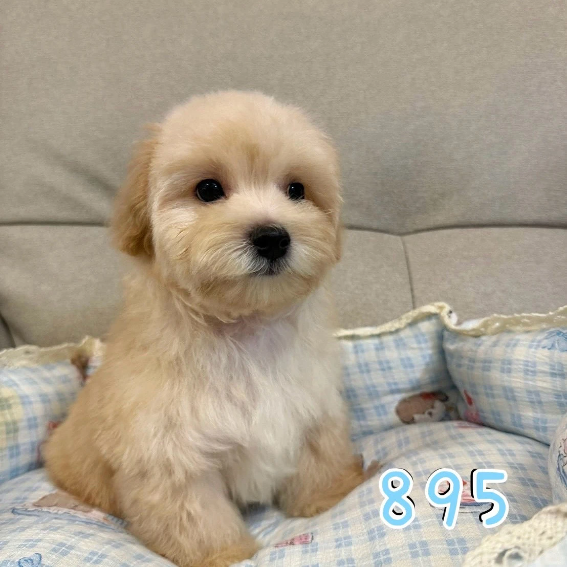 待售瑪爾泰迪895
