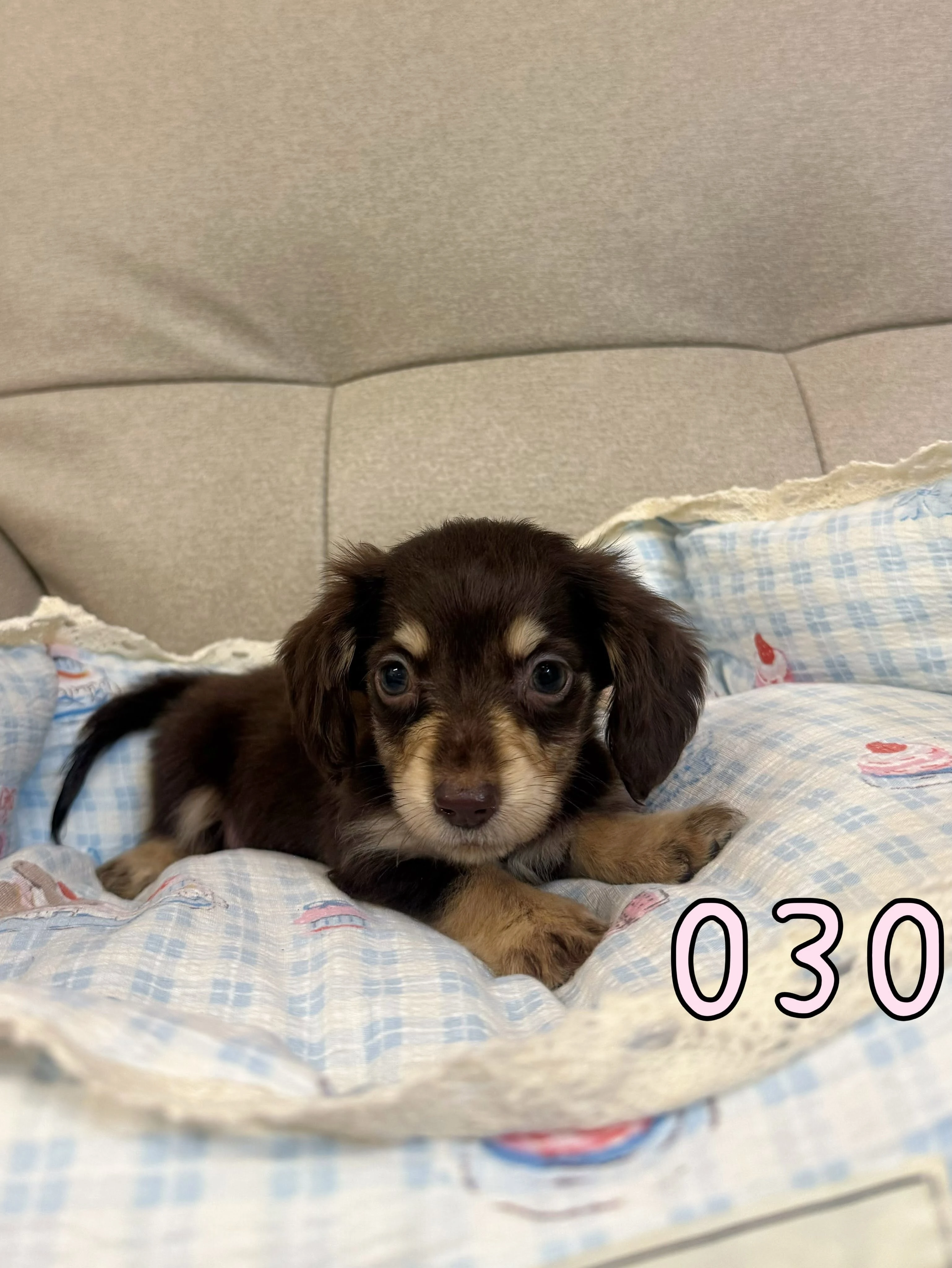 待售巧奶臘腸030
