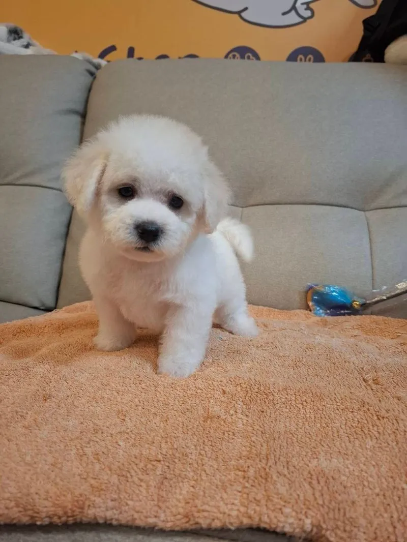 小體比熊 弟弟&妹妹