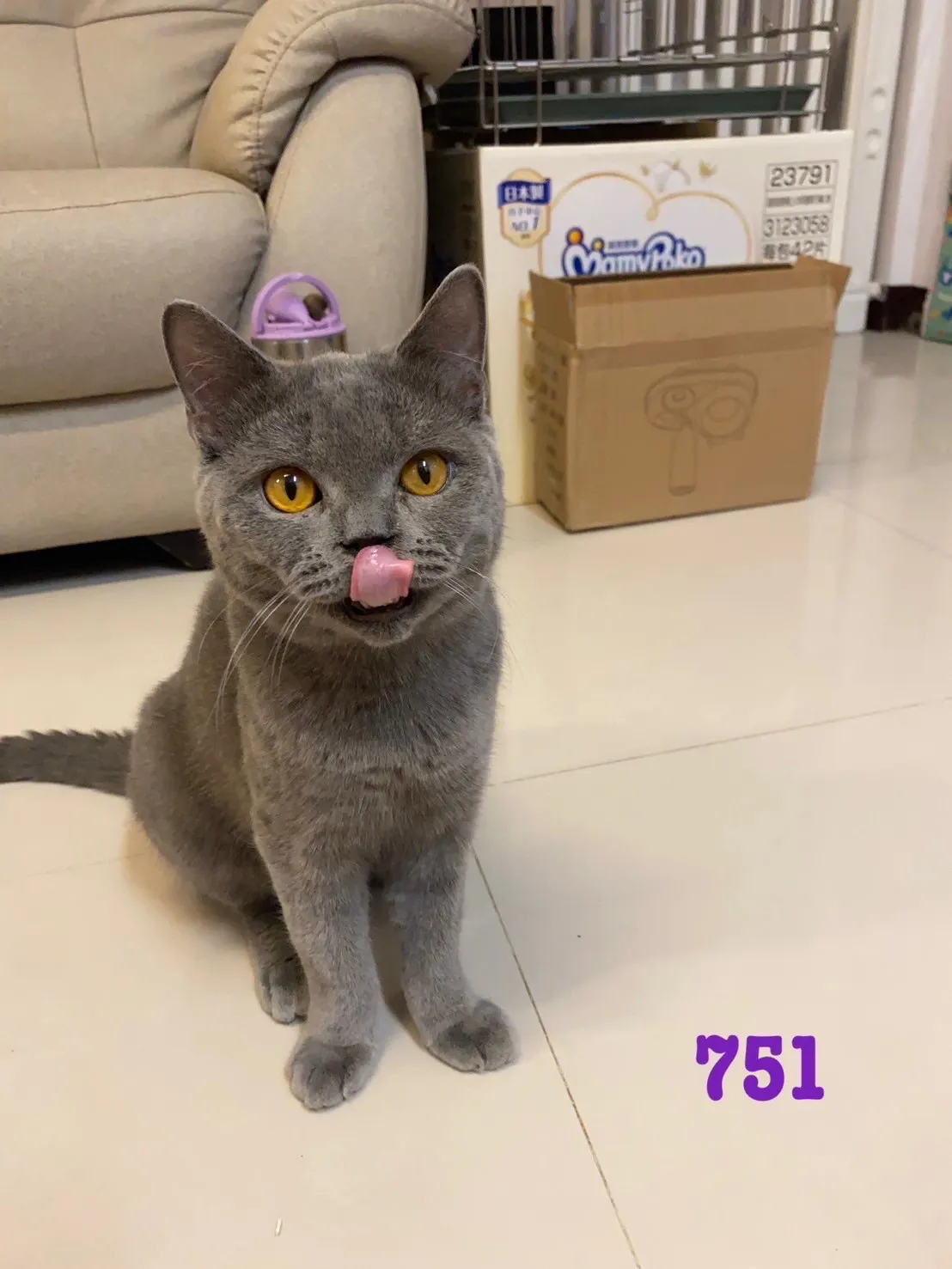 英國短毛貓弟弟妹妹-藍貓