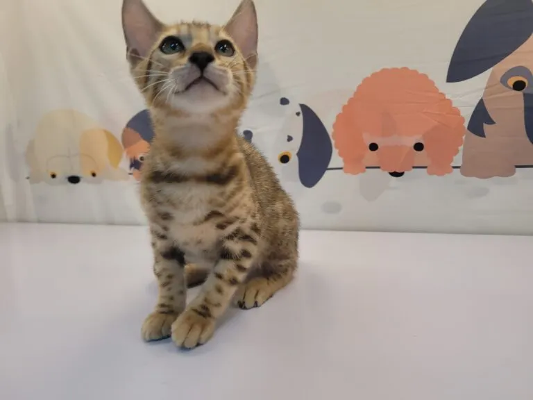 豹貓/孟加拉豹貓