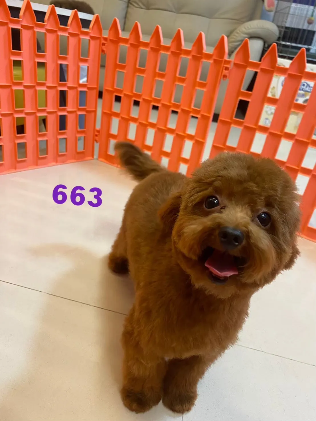 茶杯紅貴賓弟弟663