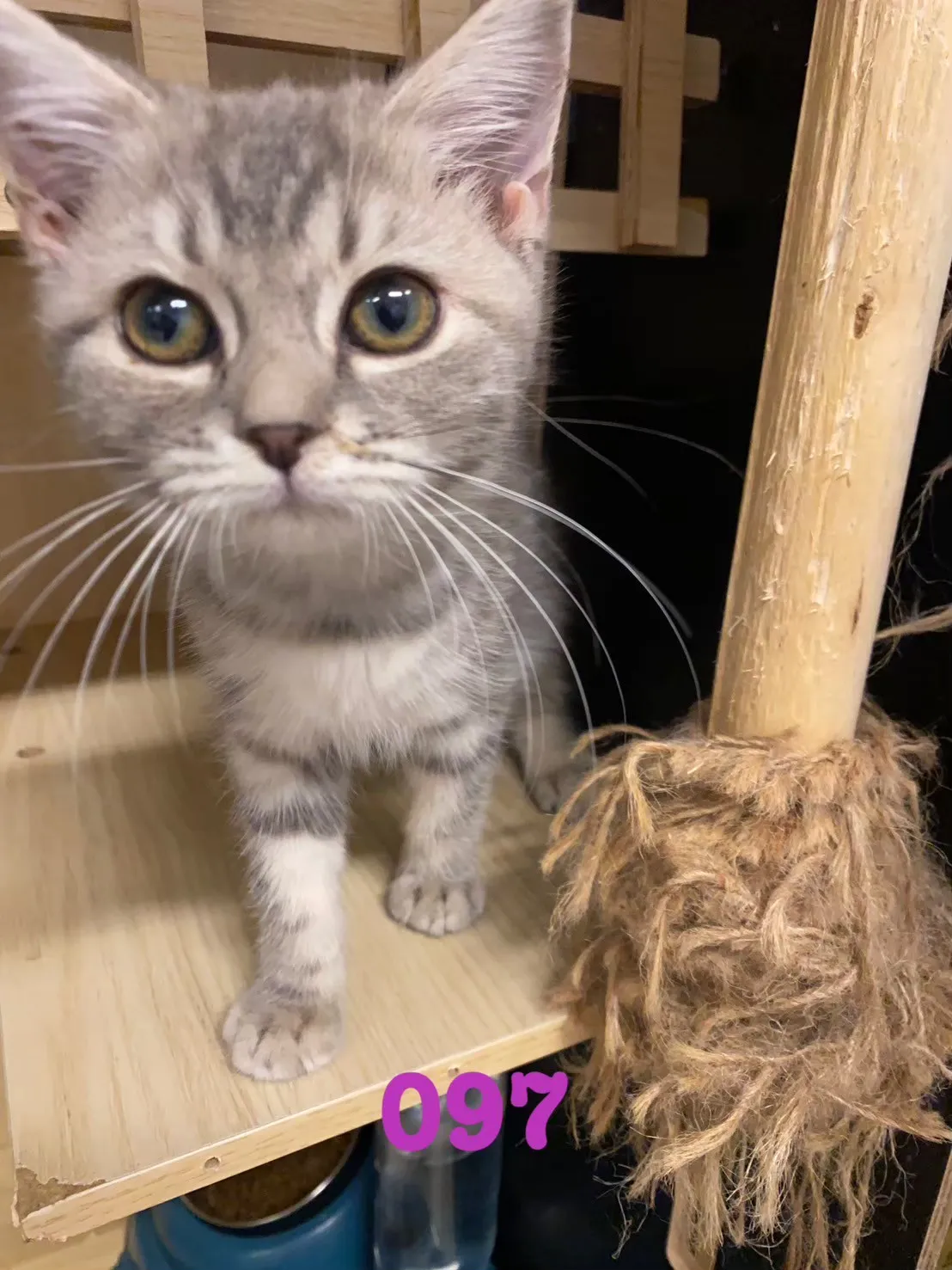 待售貓咪097