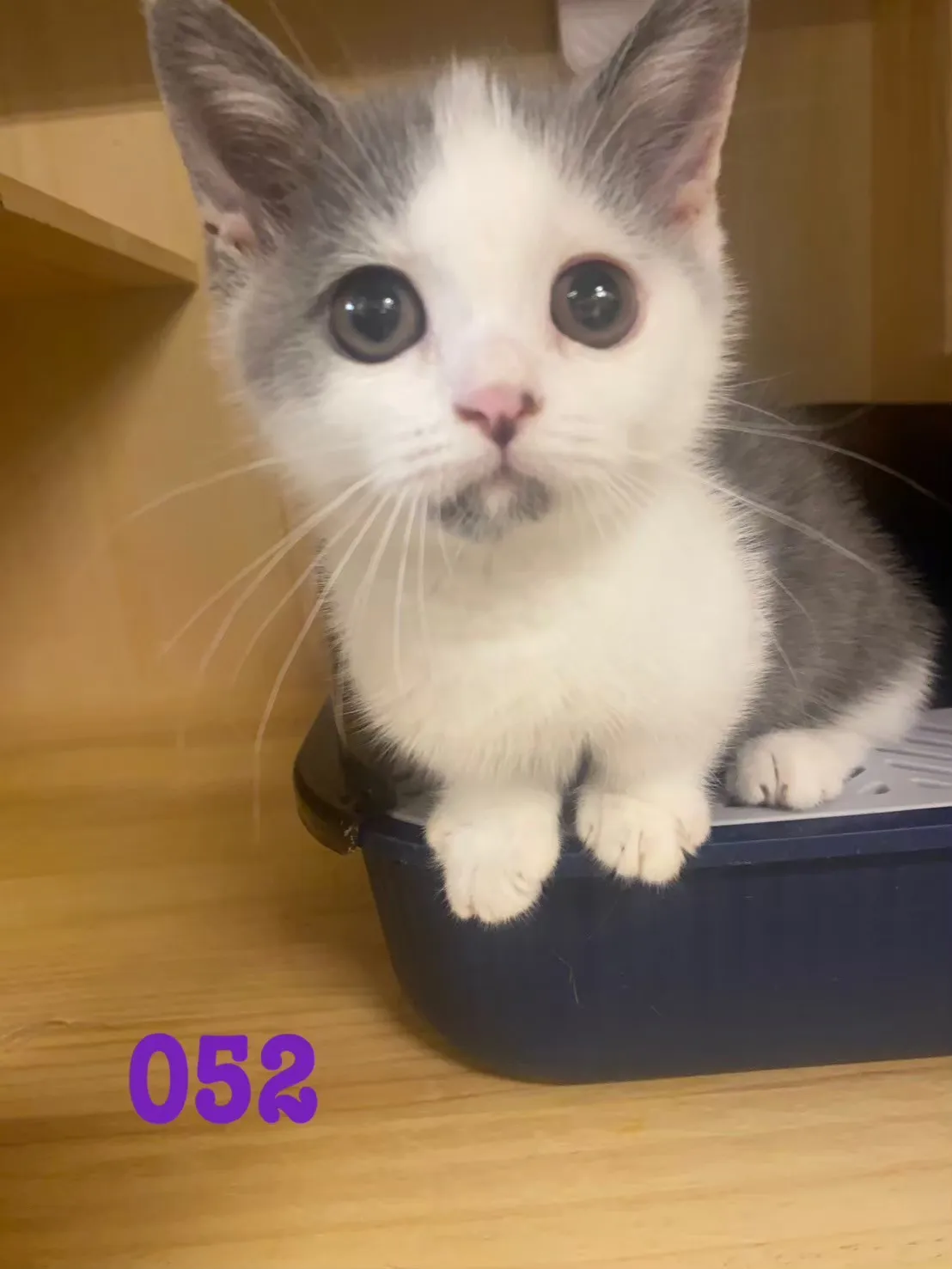 待售貓咪052