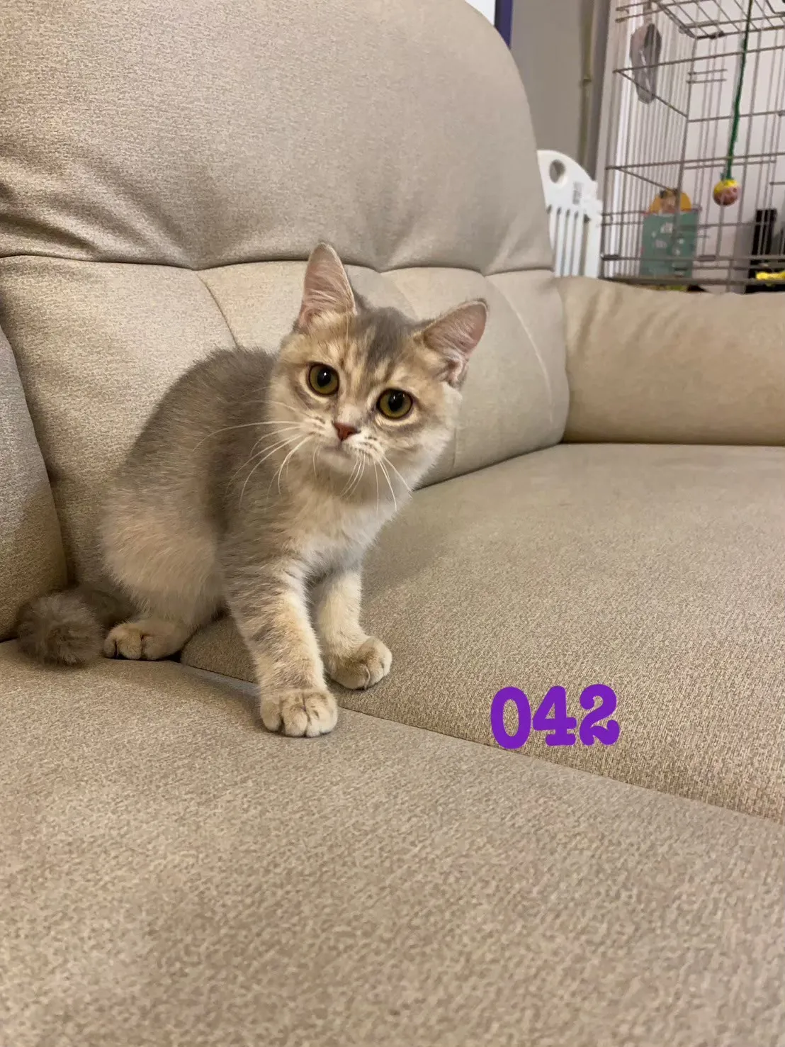 待售貓咪042