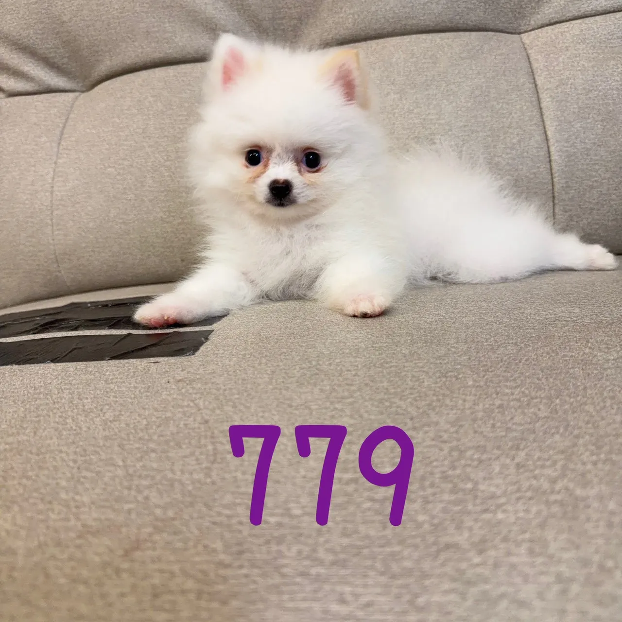 待售松鼠博美779