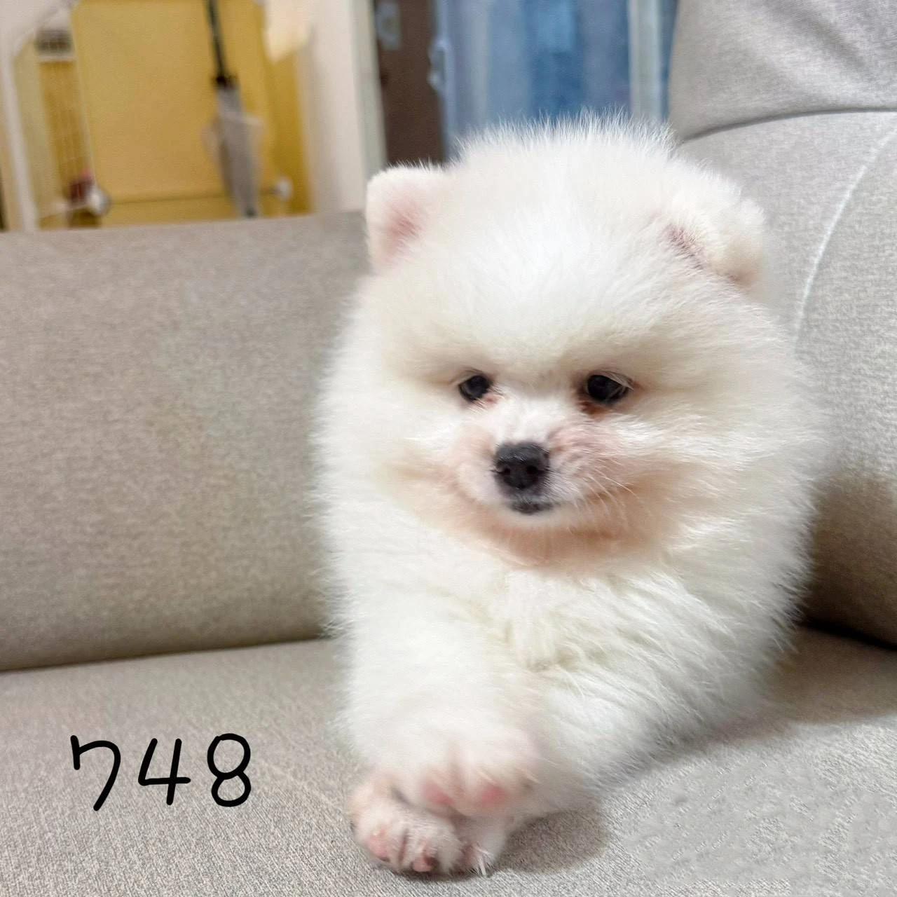 待售白博美748