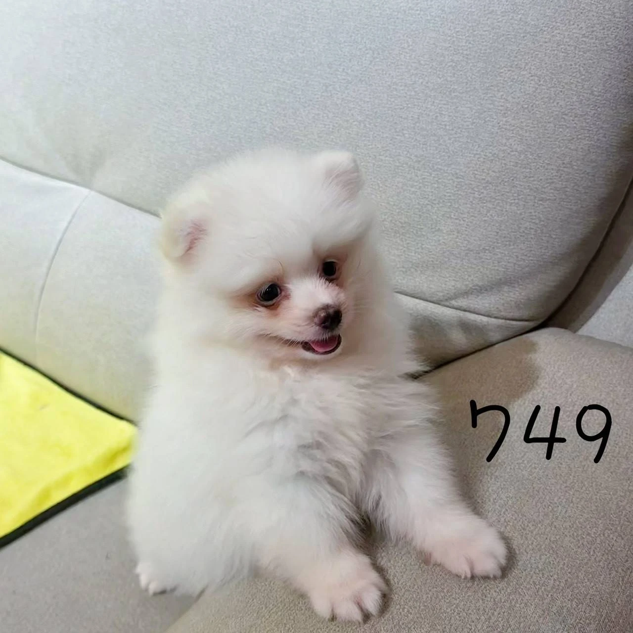待售白博美749