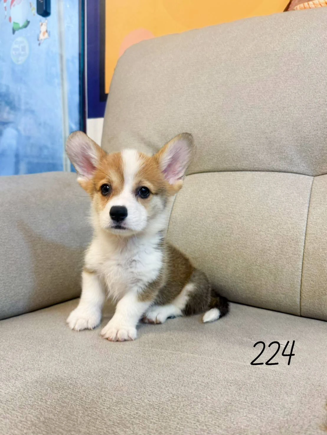 待售柯基224