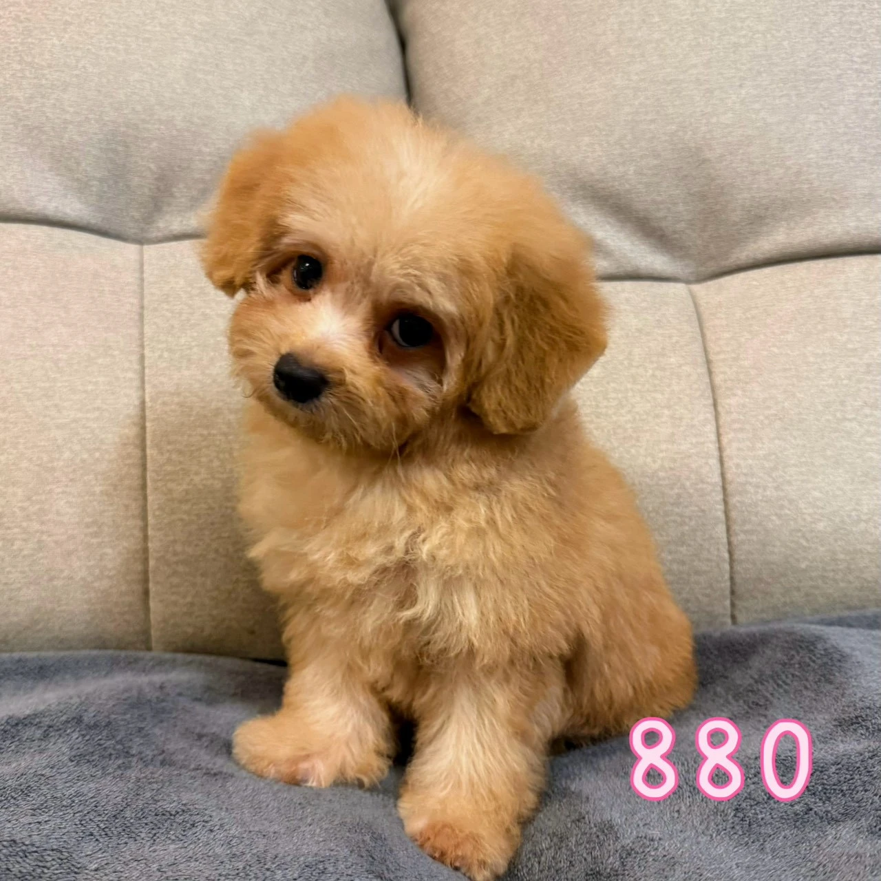 待售瑪爾泰迪880