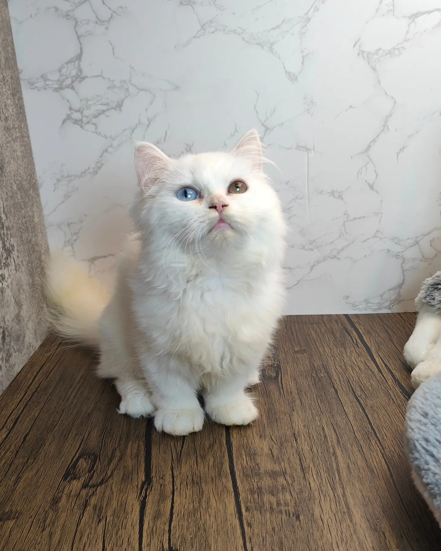 超稀有白異瞳小布舞曲