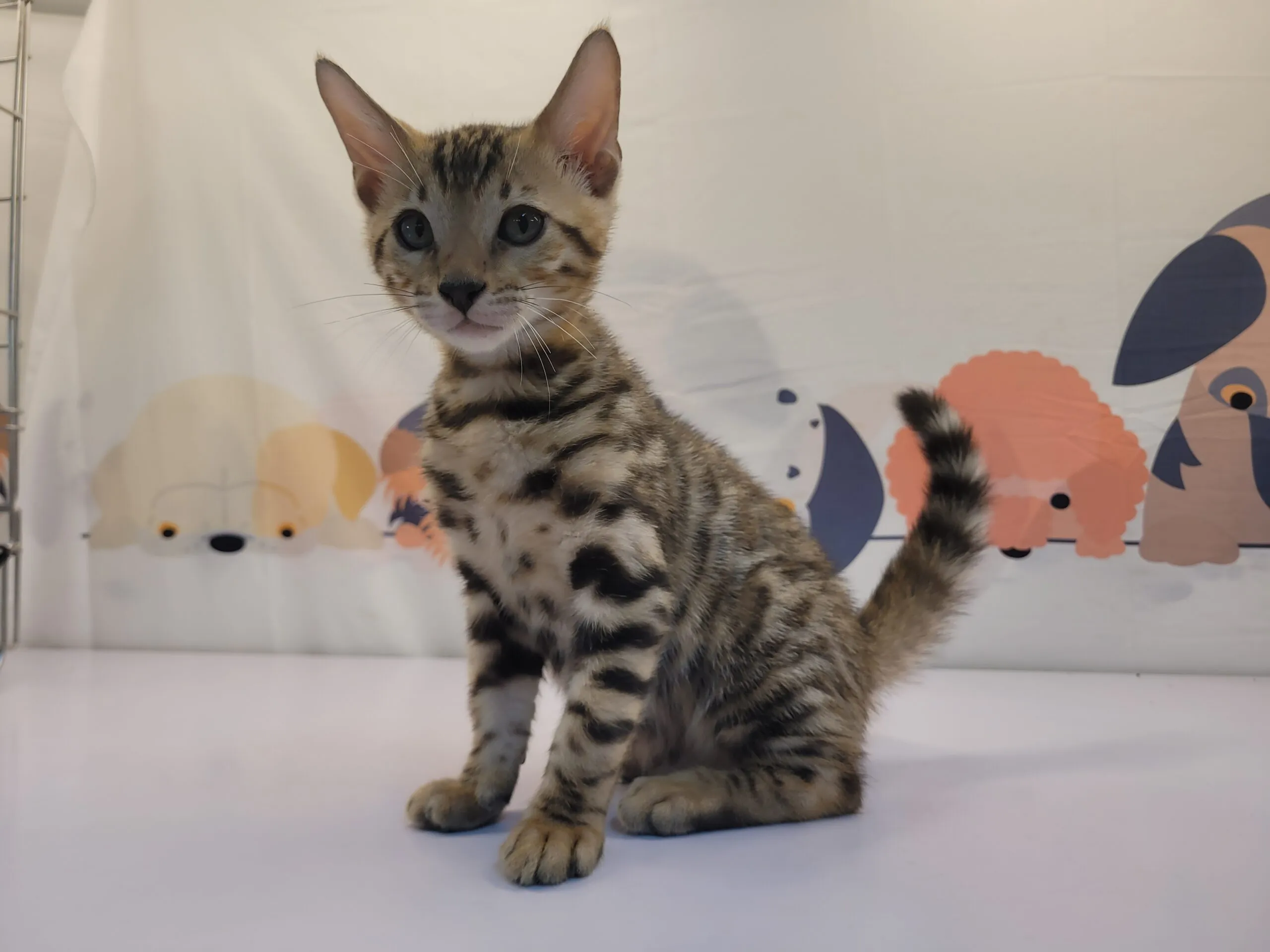 豹貓/孟加拉豹貓