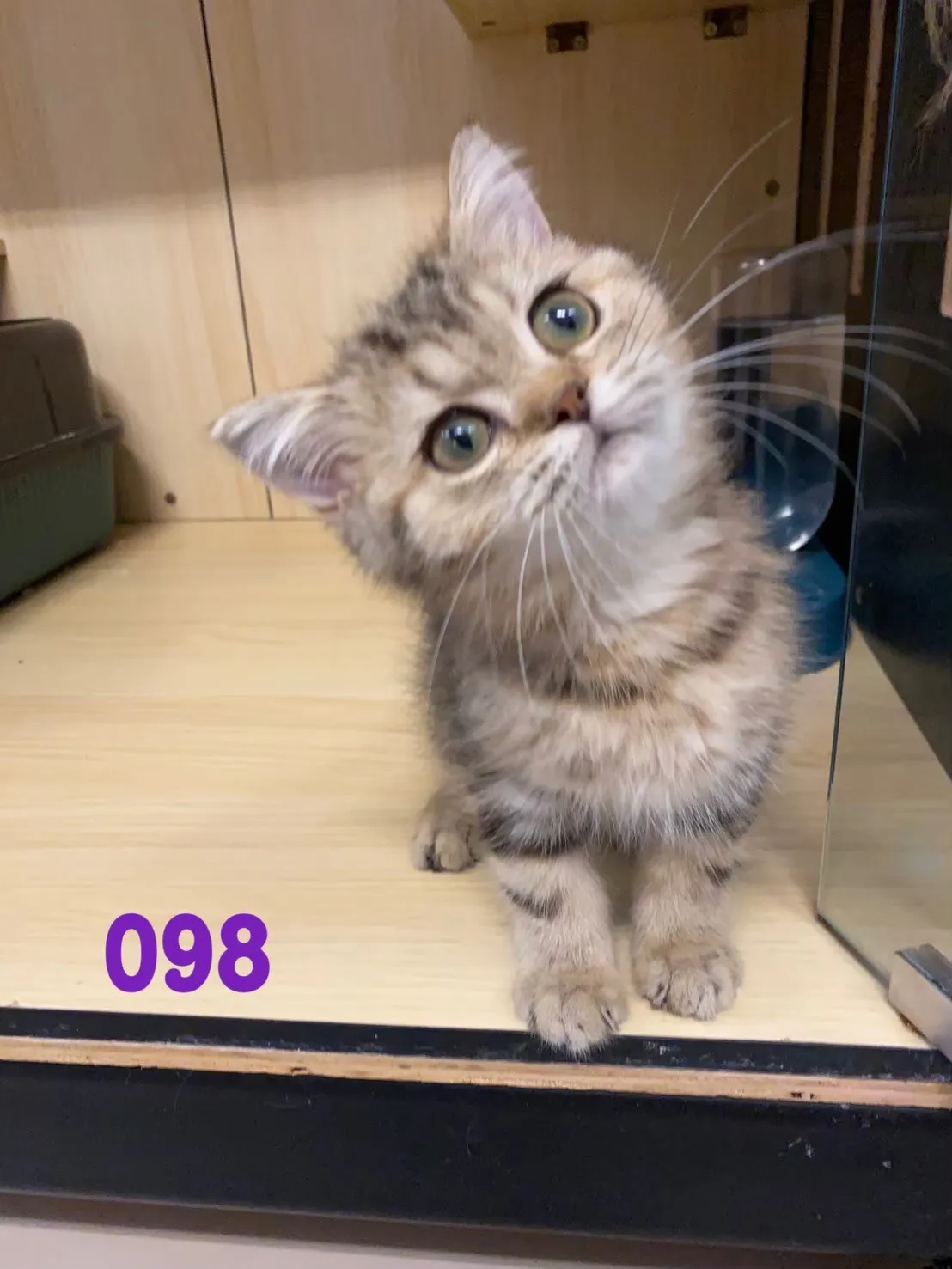 待售貓咪098