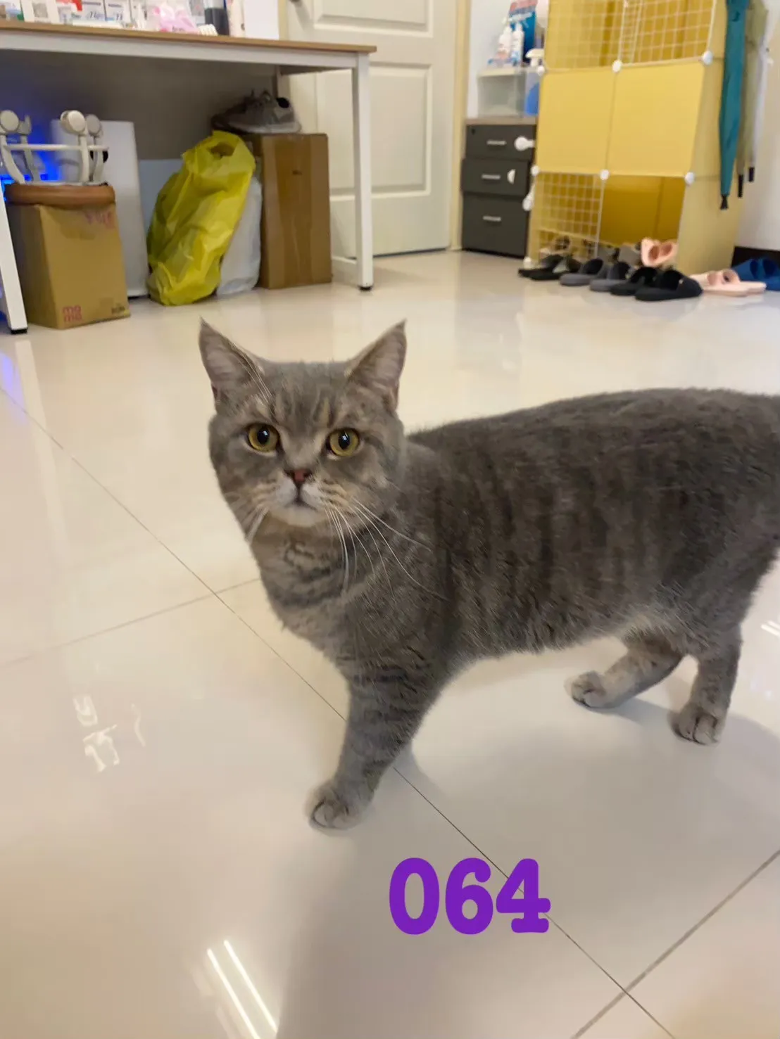 待售貓咪064