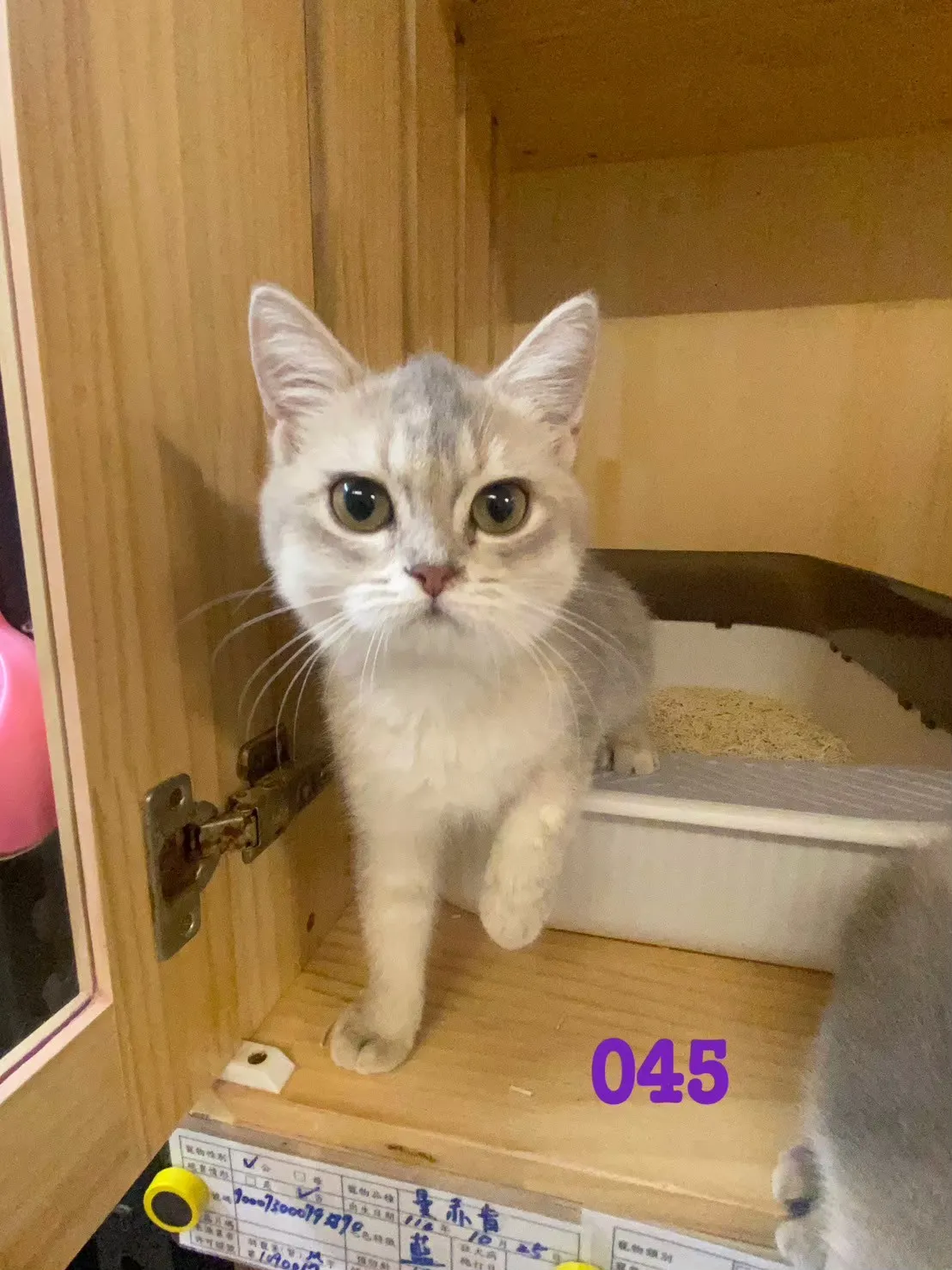 待售貓咪045