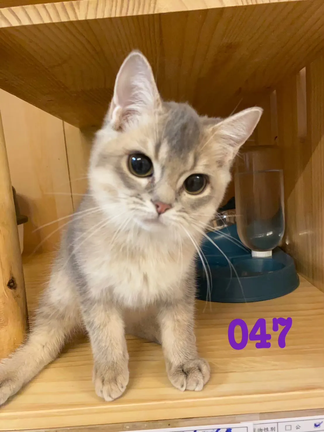 待售貓咪047