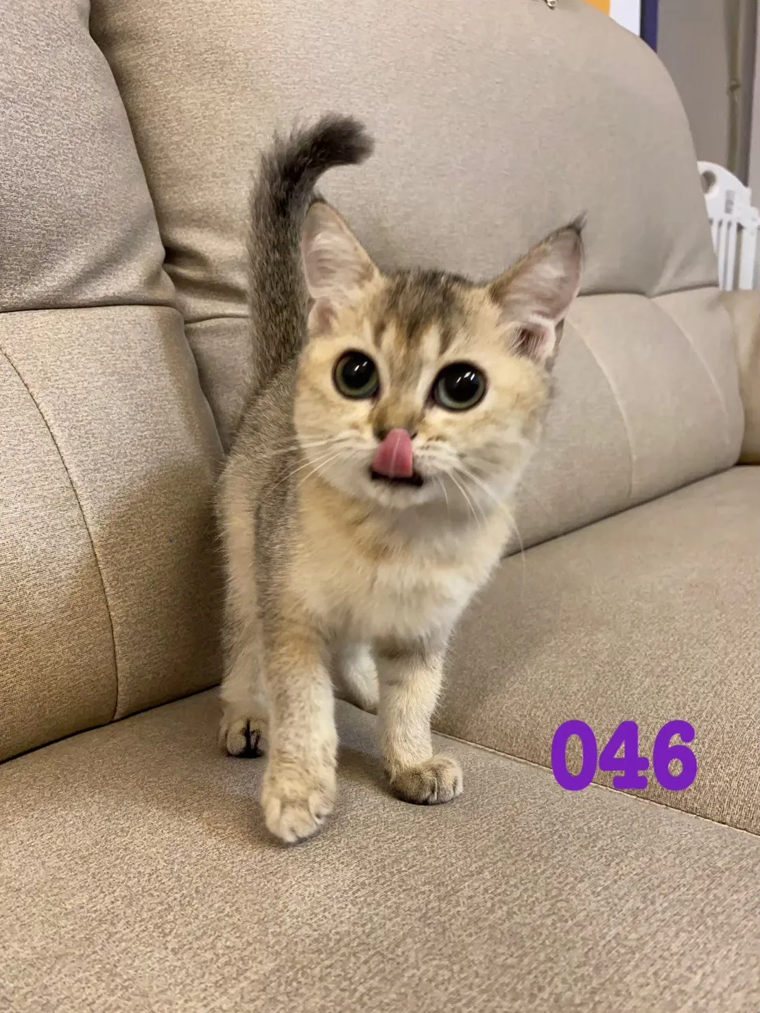 待售貓咪046