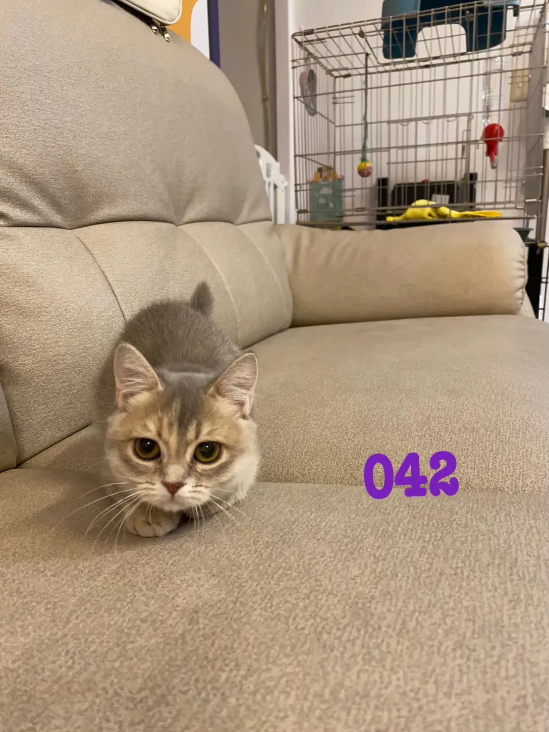 待售貓咪042