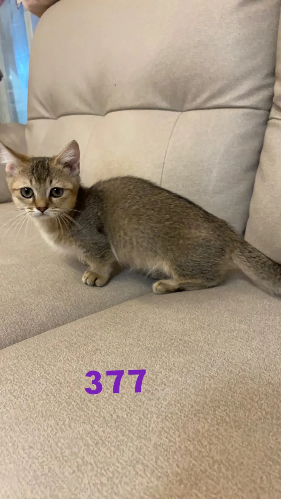 黑金漸層曼赤肯377