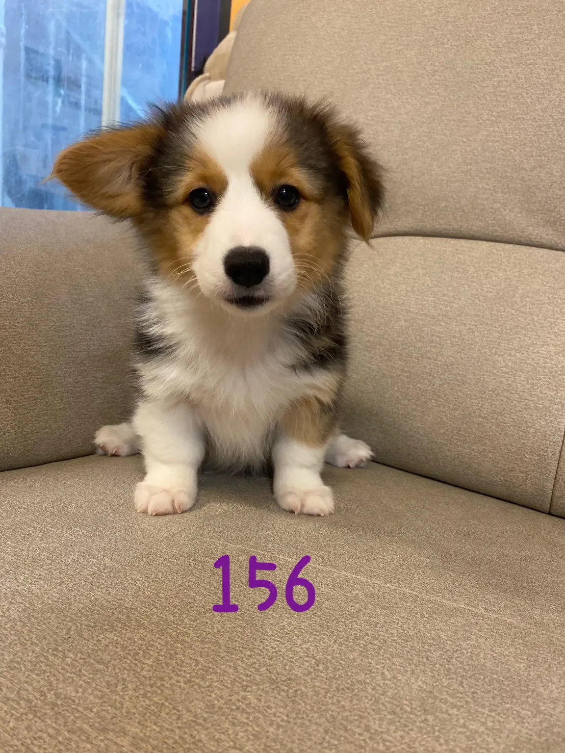 三色柯基妹妹156