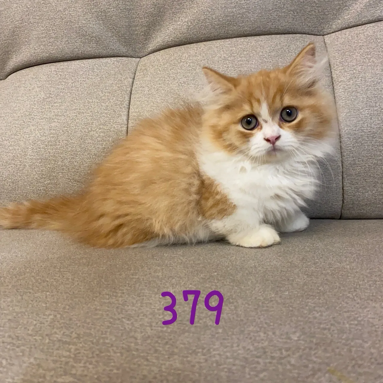 小步舞曲弟弟379