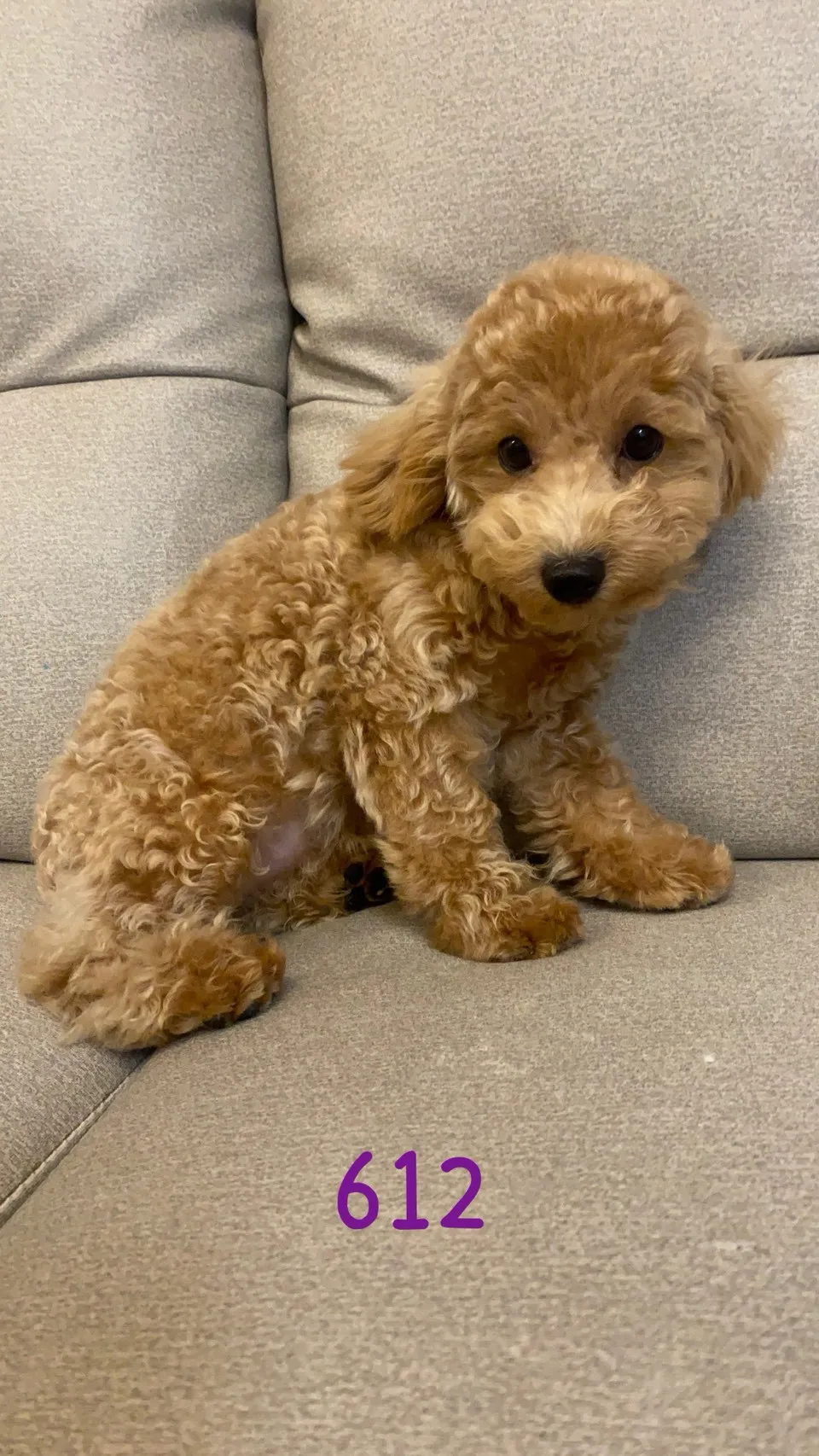 泰迪比熊妹妹612