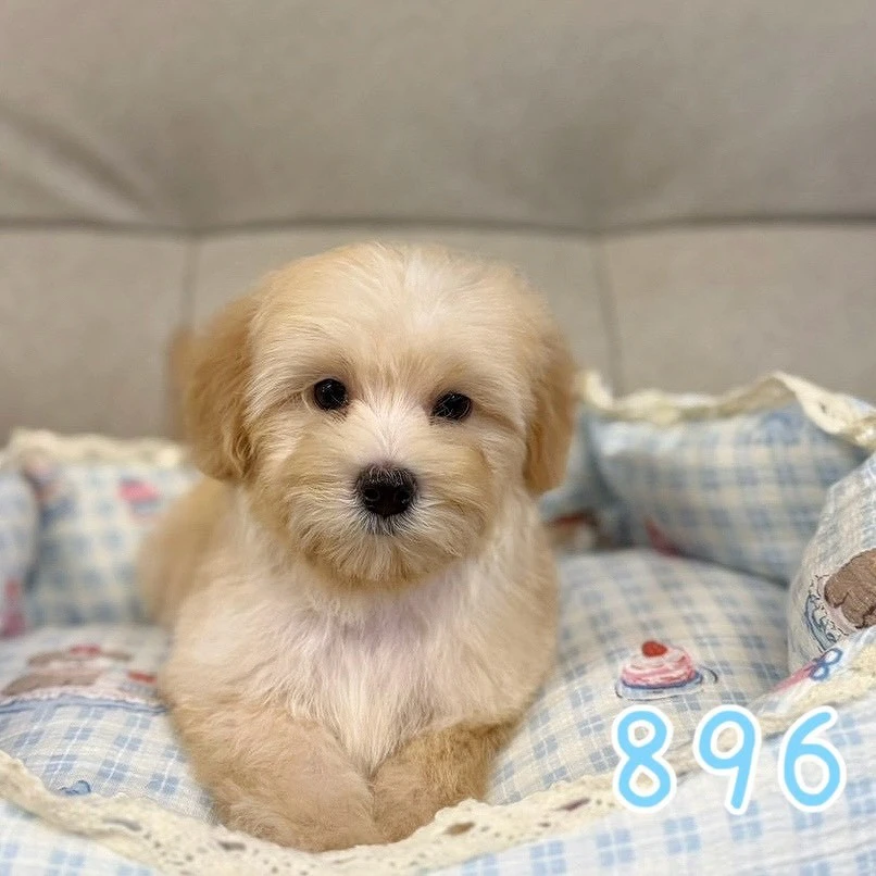 待售瑪爾泰迪896