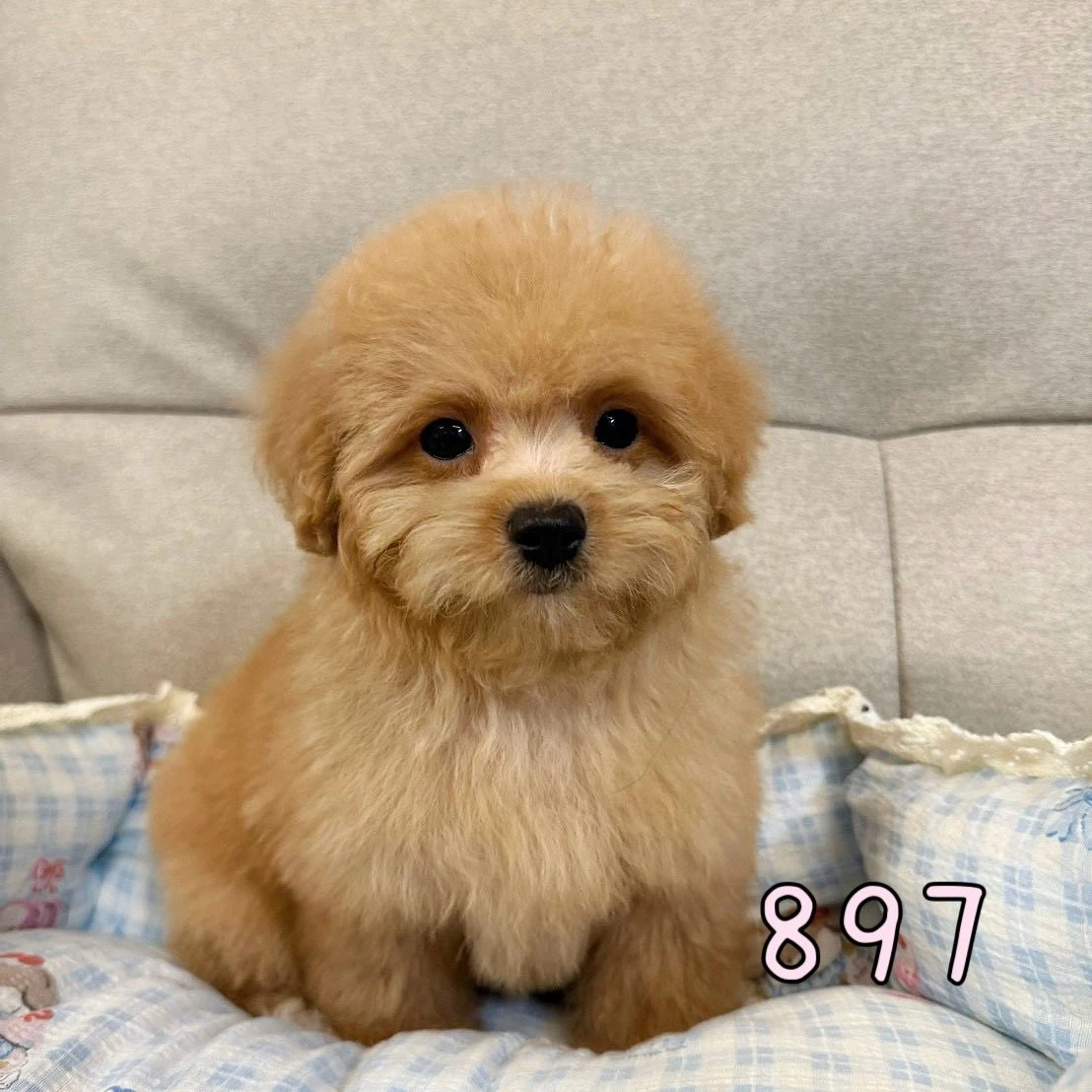 待售瑪爾泰迪897