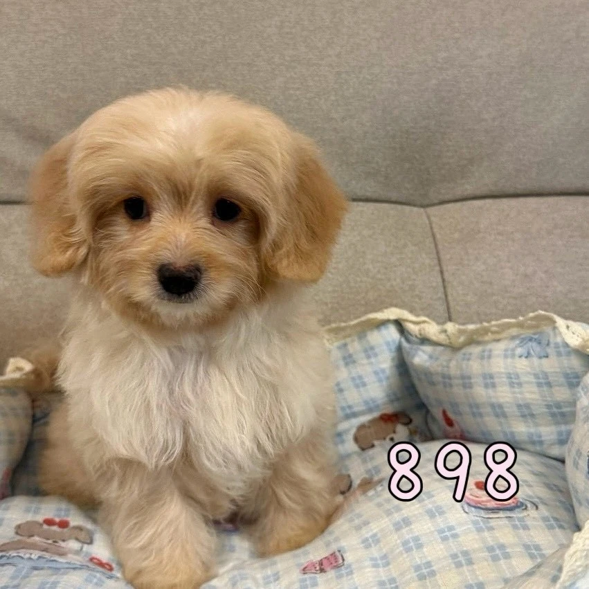 待售瑪爾泰迪898