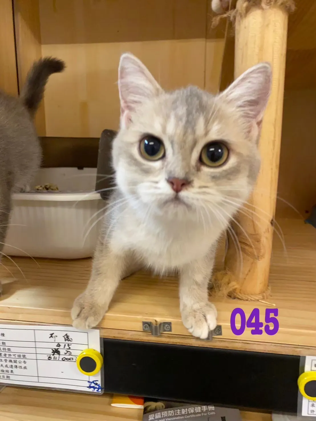 待售貓咪045